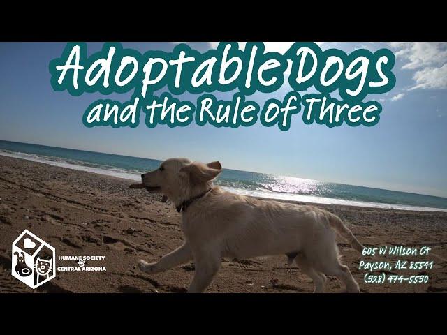 Adoptable Dogs and the Rule of Three