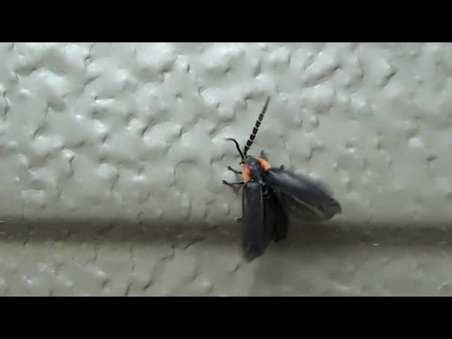 Black Firefly (Lampyridae: Lucidota atra) Taking Flight