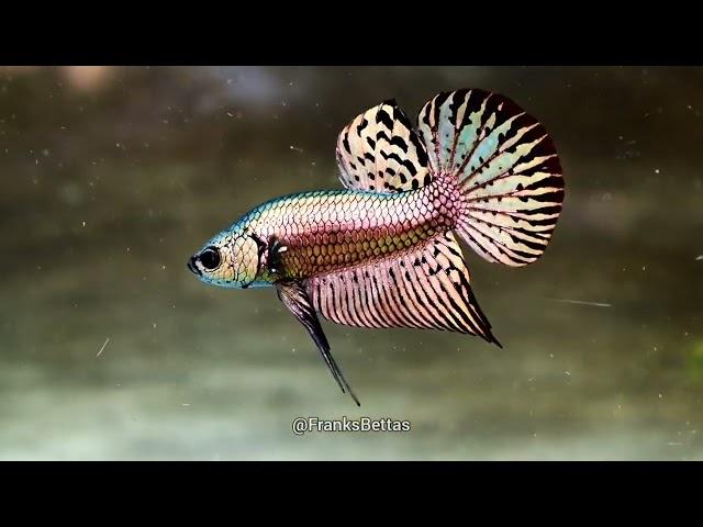 Wild Betta flaring compliation - Wild bettas and wild type cross by FranksBettas