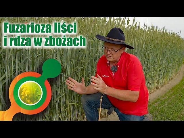 Fuzarioza liści i rdza żółta- aktualne zagrożenia w zbożach