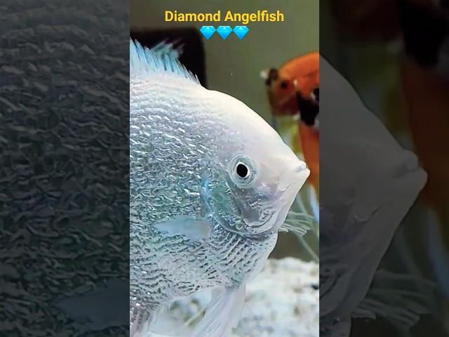  Capturing Pearlscale Angelfish Beauty: A Fish Lover's Delight ️" #shorts #angelfish #aquarium