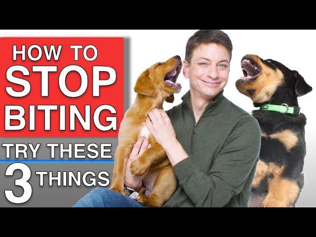 How To Train Your Puppy to STOP BITING You! 3 Proven Techniques That WILL Work!