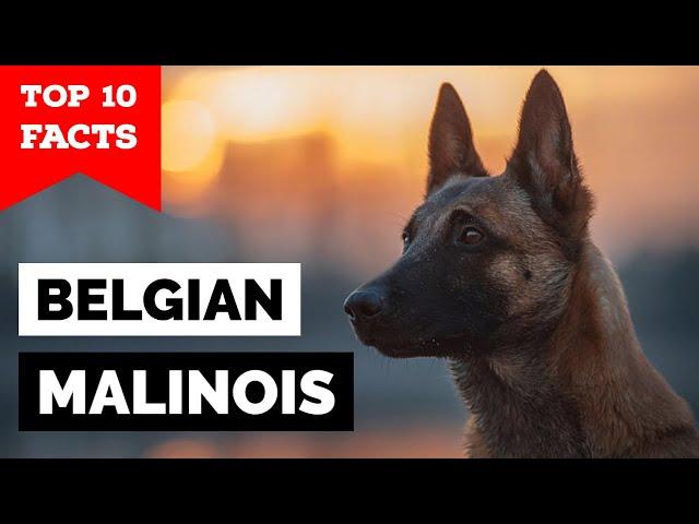 Belgian Malinois - Top 10 Facts