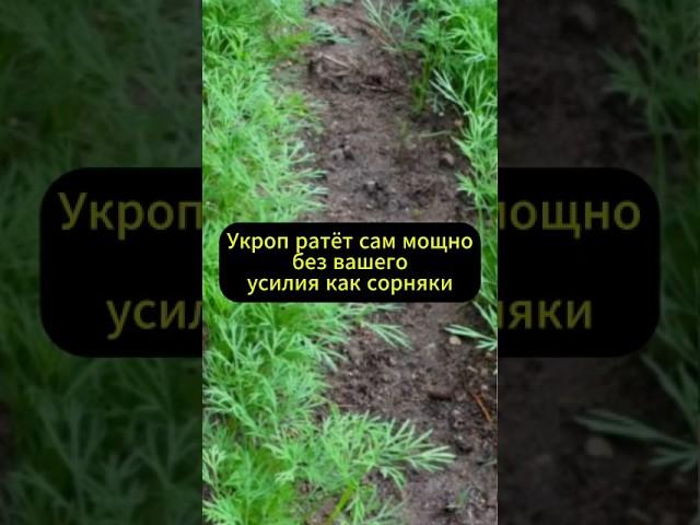 Укроп взойдёт за пять дней! Растёт сам без ухода мощно как сорная трава! #огород #дача #сад #урожай