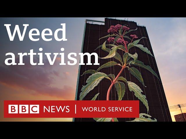 The resilience of weeds - BBC World Service