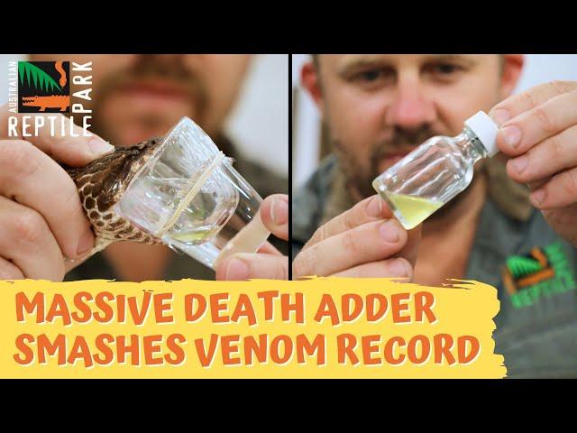 Massive Death Adder Smashes Venom Record | Australian Reptile Park