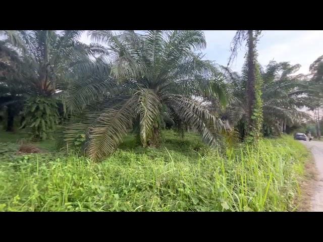 16 Rai Palm Plantation with Structures and Mountain Views for Sale in Thai Mueang, Phangnga