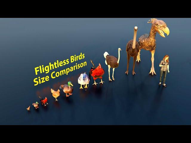 Flightless Birds Size Comparison | 3D Animation #animation #animals