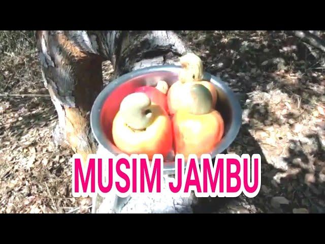 MUSIM JAMBU MENTE BUTON TENGAH