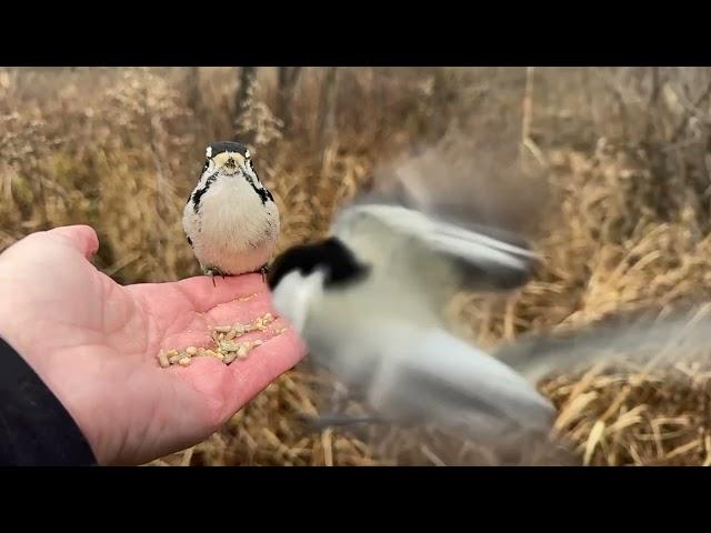 Hand-feeding Birds in Slow Mo - Black-capped Chickadees, Tufted Titmice, Downy Woodpecker