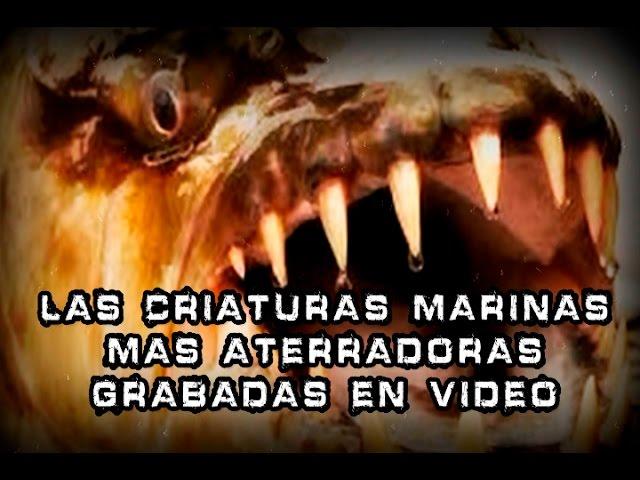 Las Criaturas Marinas mas Aterradoras Captadas en Vídeo l Pasillo Infinito