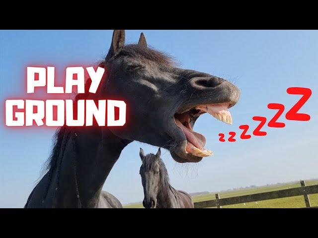 Ponies in the playground. Horses bored in the arena. They want to the meadow | Friesian Horses