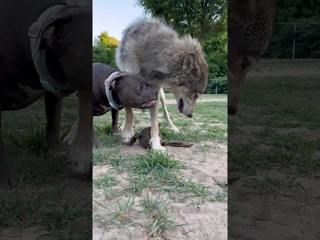 Wolf is Victorious! #wolf #xlbully #dog #dogtraining #pitbull