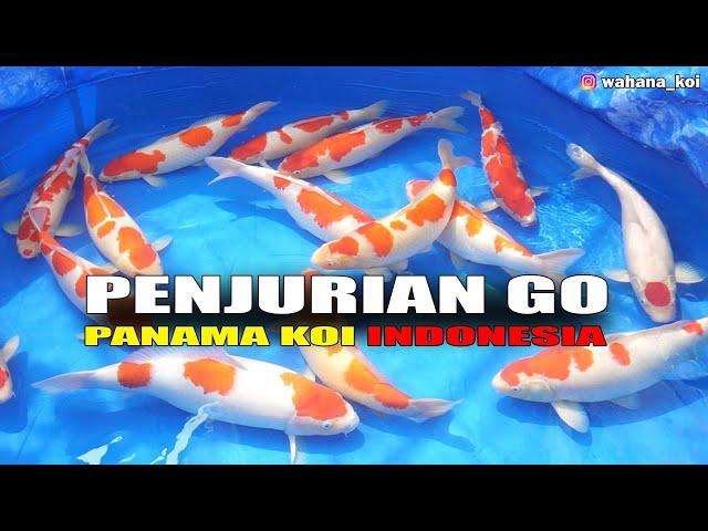 LUAR BIASA PENJURIAN GROW OUT PANAMA KOI IKAN DARI AKF