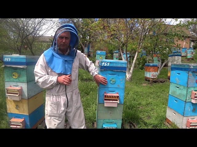 Двухматочное содержание пчелосемей.  300 семей.  Васькун Владимир