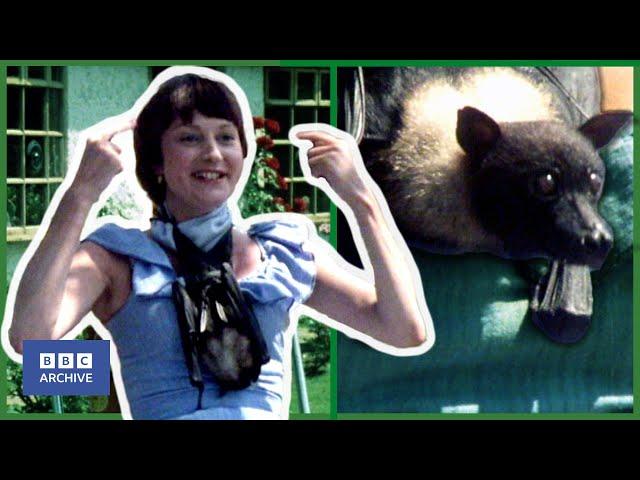 1978: The PALAEONTOLOGIST and BALLS, the FRUIT BAT | That's Life! | Funny Animals | BBC Archive