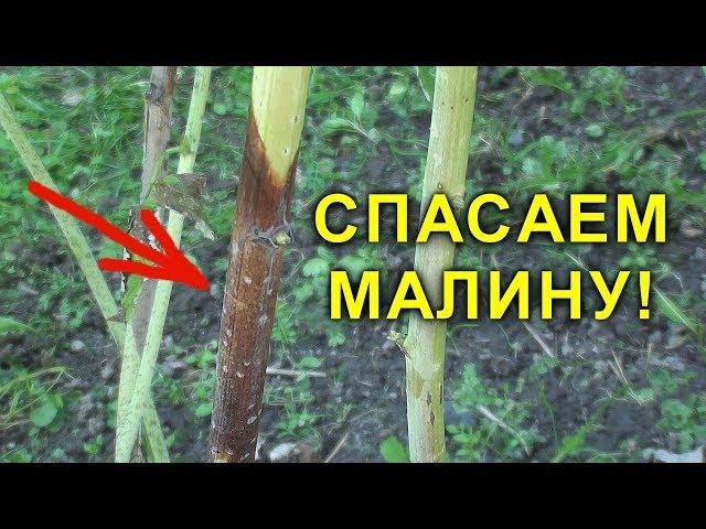 СПАСАЕМ МАЛИНУ! ПУРПУРОВАЯ ПЯТНИСТОСТЬ. ЧЕМ ОБРАБОТАТЬ МАЛИНУ ВЕСНОЙ