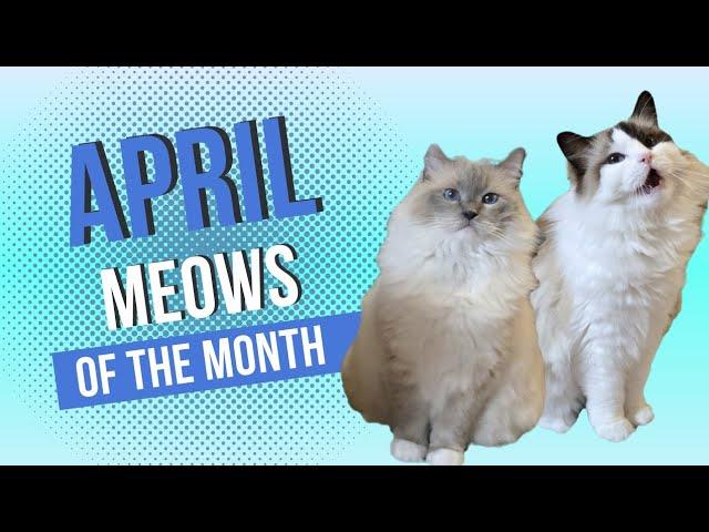 Meows of the Week April 2024 (Weeks 70-73) - Eevee and Yoshi
