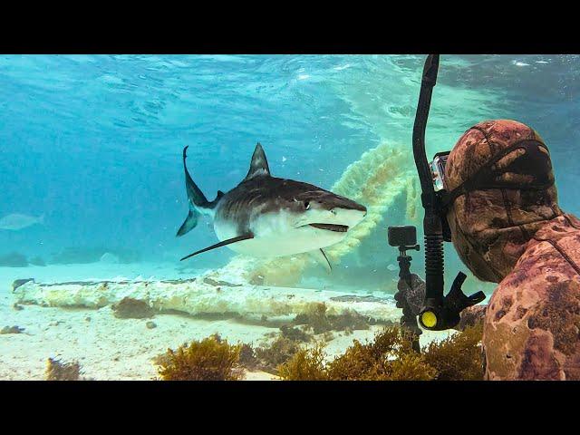 Freediving with Tiger Sharks While They Eat A Whale