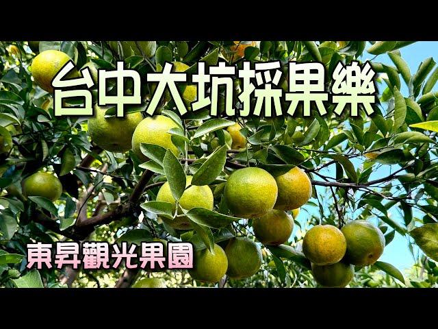 台中大坑東昇觀光果園採果樂，每年11~12月有開放採果，3~40年以上的橘子老欉，皮薄多汁又鮮甜