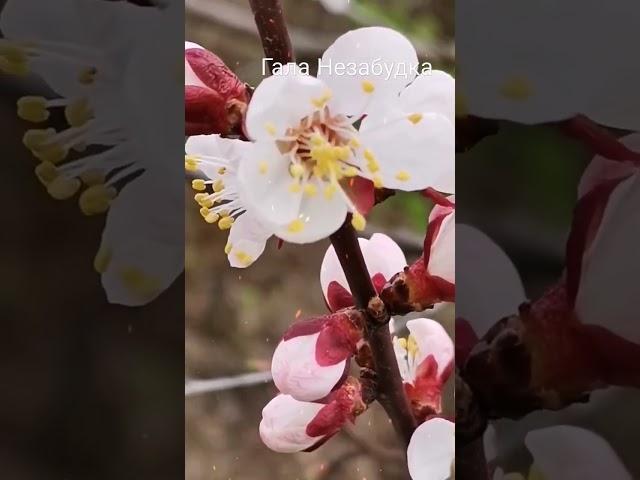 Любовь... Ты... Я и Весна... ️