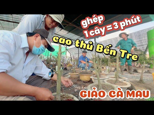 Thỉnh cao thủ Bến Tre về ghép tốc độ 100 cây/buổi nhân giống giảo Cà Mau vườn mai Huỳnh Tú Bình Lợi