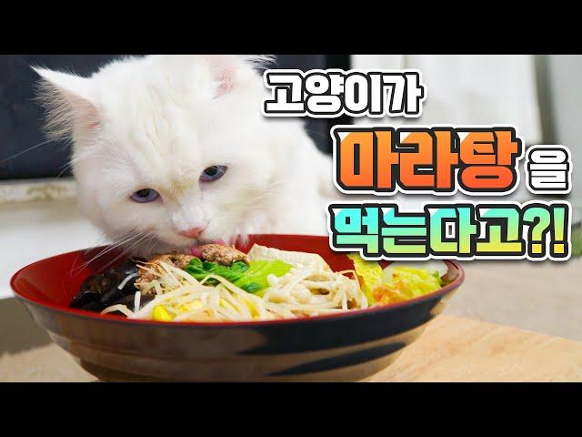 It's First Time for My Cat to Eat Spicy Soup (ENG SUB)