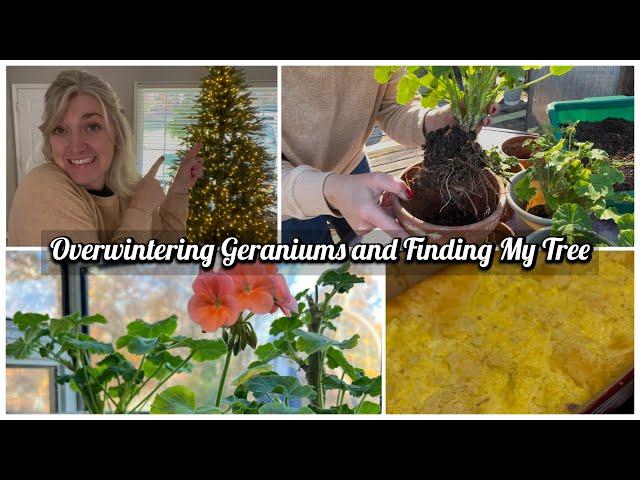 We Found A Tree! | Overwintering Geraniums | Easy Chicken Bake