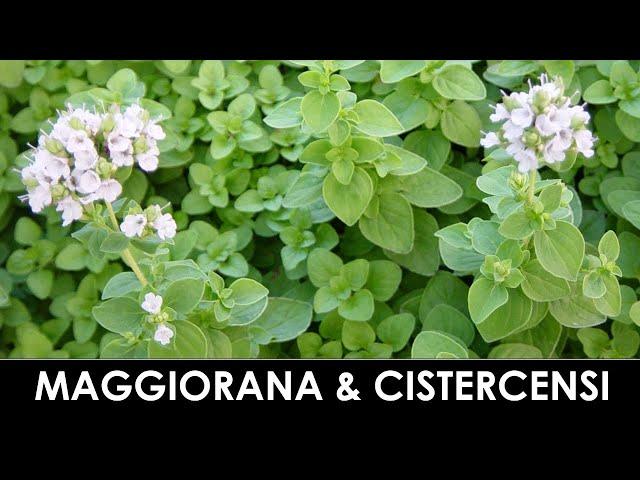 TramErboristiche - Marjoram