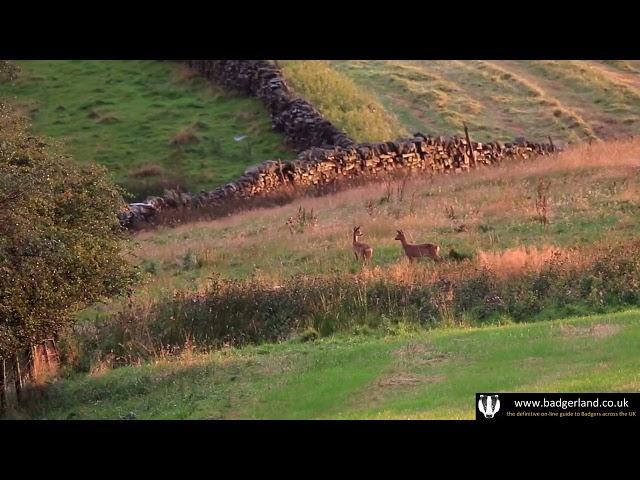 Roe deer escape the heavy showers and graze in the fields around Burnley