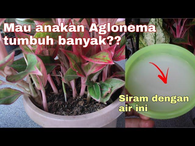 Siram Pakai Air Cucian Beras Aglonema Cepat Bertunas dan Beranak Banyak