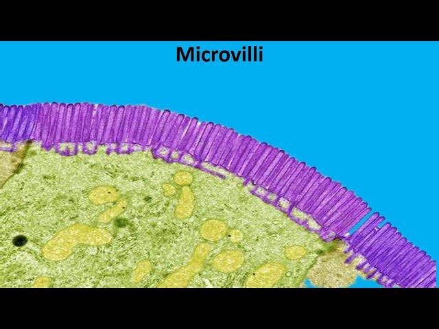 Microvilli