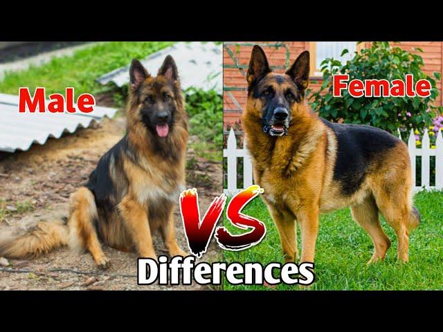 Male Vs Female German Shepherd /comparison/ differences Between them