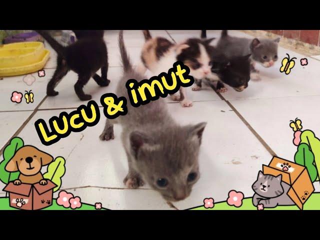 5 Ekor anak kucing belajar jalan | kucing lucu