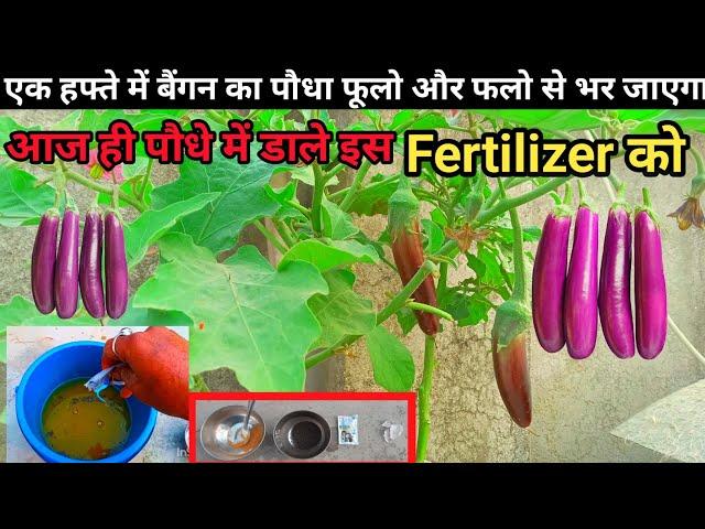 एक हफ्ते में बैंगन का पौधा फूलो और फलो से भर जाएगा | best fertilizer for eggplant#fertilizer