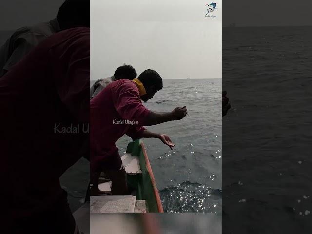 Catching King Fish Using Ribbon Fish as Bait #fishing #fishingvideo #fishingtime