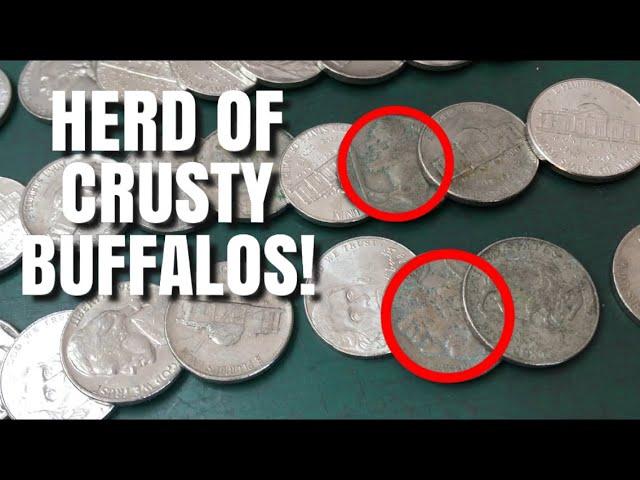 Coin Roll Hunting $100 In Nickels | Lots Of Buffalos