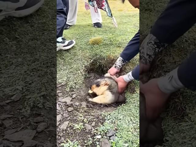 #capybara #animals #pets