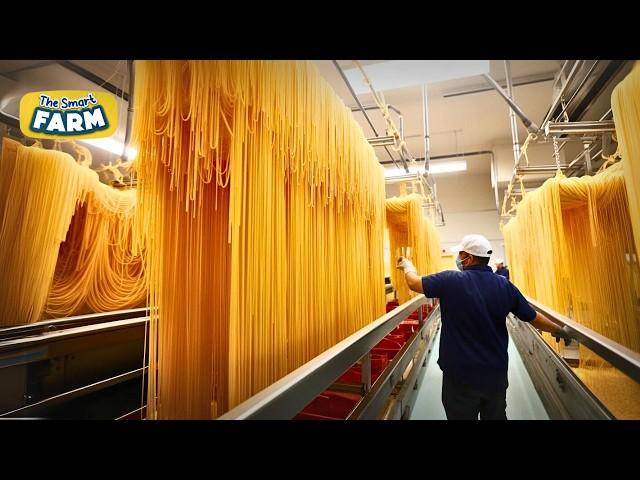 How Spaghetti Noodles Are Made: INCREDIBLE Spaghetti Factory!