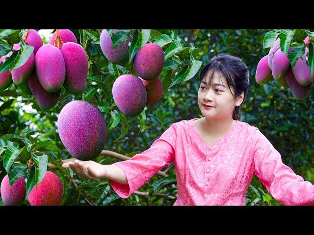 AMAZING HARVESTING MANGO, GUAVA, CUCUMBERS - A collection tropical fruits/Fruit Compilation 1