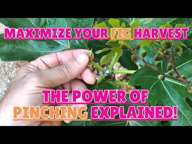 Maximize Your Fig Harvest: The Power of Pinching Explained!#figs #gardening #gardeningtips #pruning