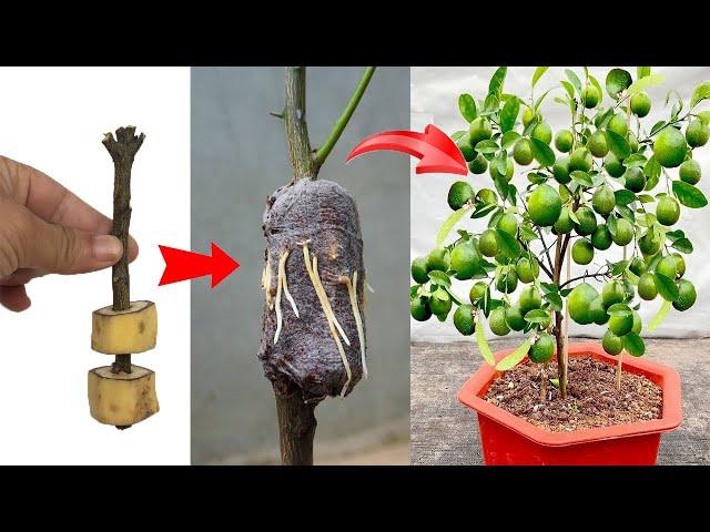 Summary of super special fruit tree propagation tips    to stimulate the tree to grow extremely well