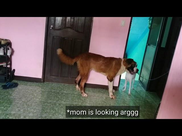 ST. BERNARD Play with ASPIN | Philippines