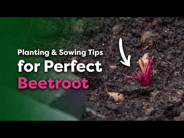 How to Grow Beetroot: Planting Out & Sowing Outdoors in April