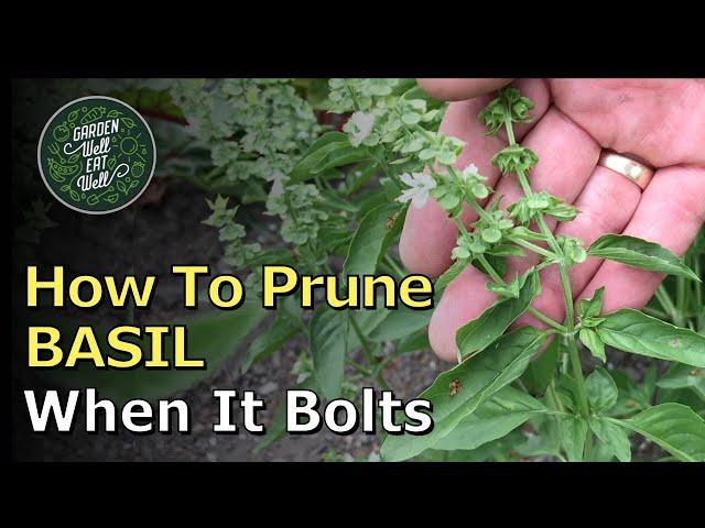 What To Do When Your BASIL Starts To Bolt. Prune It And Get TONS Of New Growth!