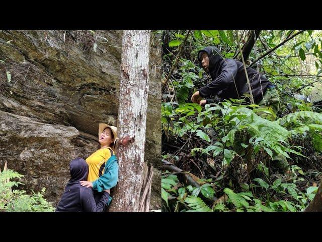 Bad guy stalks girl in the forest | Harvesting medicinal plants | plant care | rural life | Lý Sùng