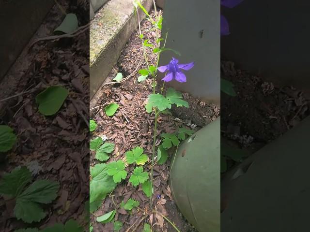 Found this little beauty today, Are you familiar with this flower?