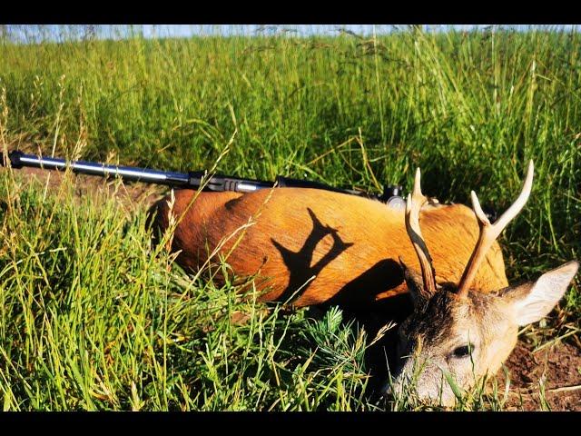 Roe Deer Long Range Hunting 691 yards