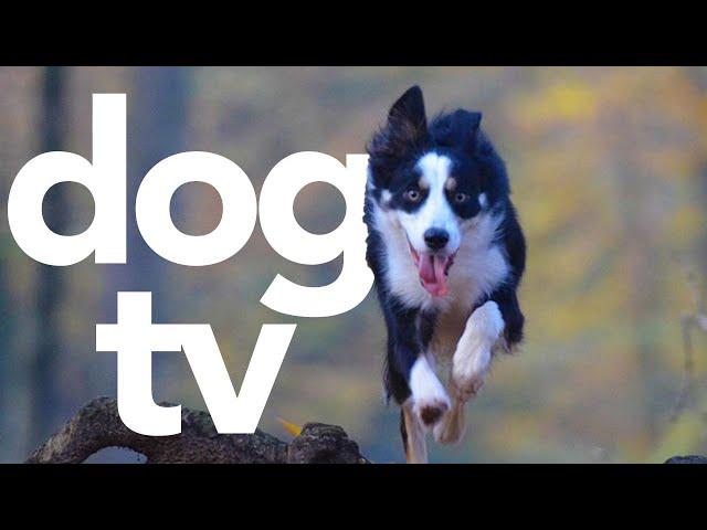 DOG TV - Exciting Video for Your Dog to Watch (Petflix)