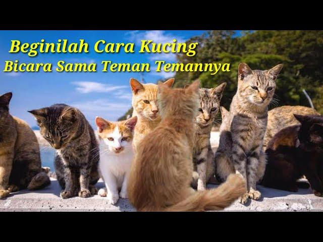 Cara Kucing Berkomunikasi Dengan Sesama Kucing | Bahasa Tubuh Kucing